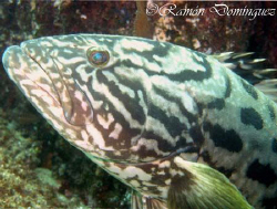 Face of a Gulf grouper, Mycteroperca jordani. Sea of Cort... by Ramón Domínguez 